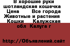 В хорошие руки шотландская кошечка › Цена ­ 7 - Все города Животные и растения » Кошки   . Калужская обл.,Калуга г.